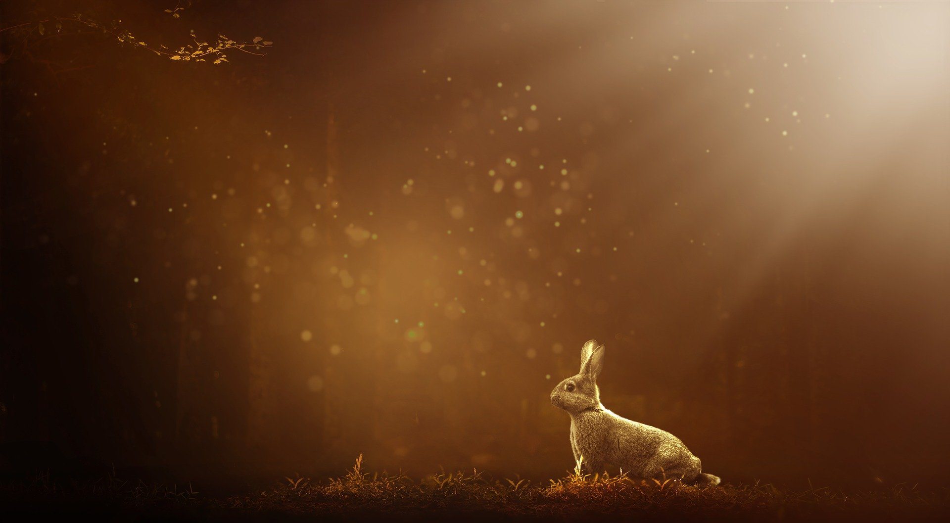 The Common Rabbit and how it can be controlled